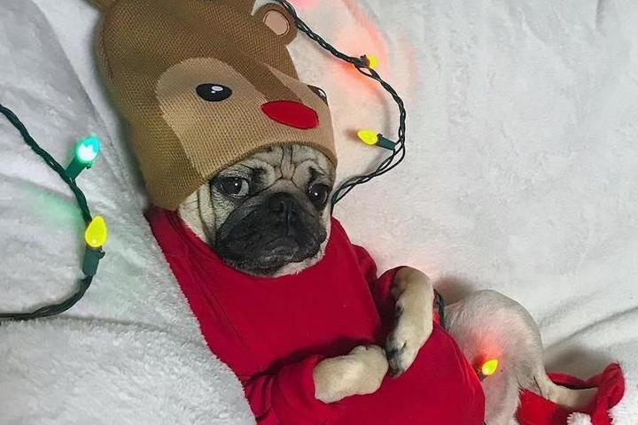 Pugly Christmas Sweaters
