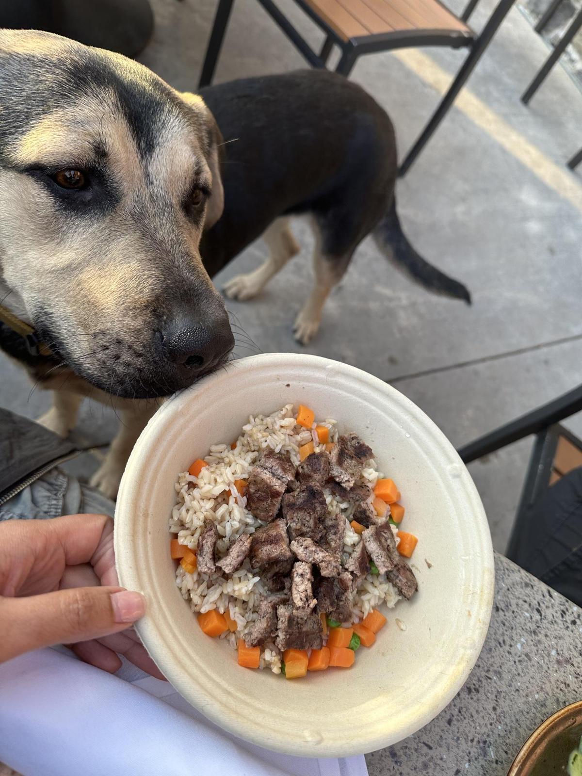 Lazy Dog Restaurant & Bar restaurant view 1