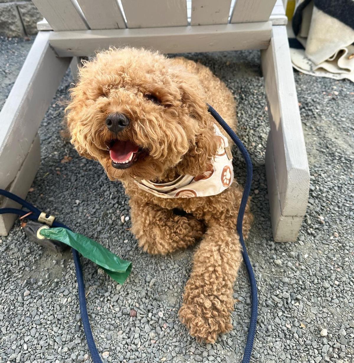 Park and Field Apres restaurant view 1