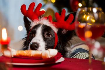 Howliday Menus For Santa's Little Helper