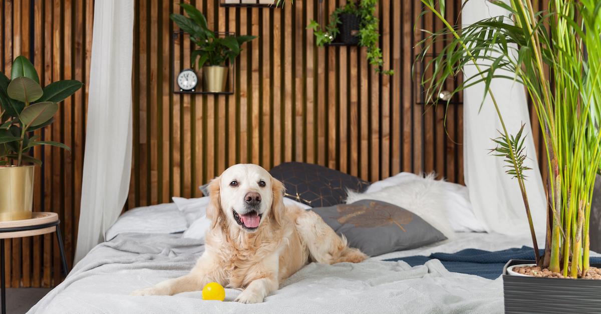 Best Themed Dog-Friendly Airbnb In Every State - BringFido