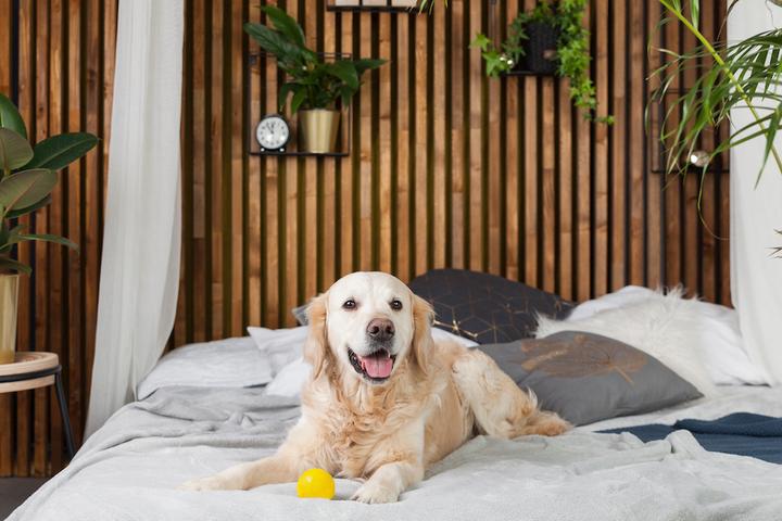 Golden retriever puppy dog with toy on bed in house or hotel. Scandi styled with green plants living room interior in art deco