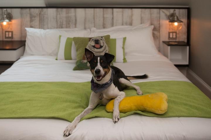 The 50 best pet-friendly hotels on BringFido.