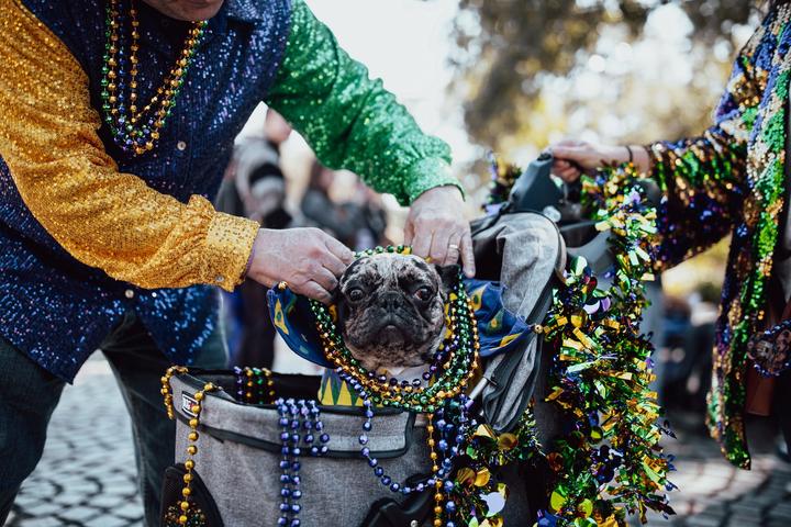 Can I Bring My dog the French Quarter in New Orleans?