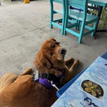 Fysh Bar & Grill restaurant view 1