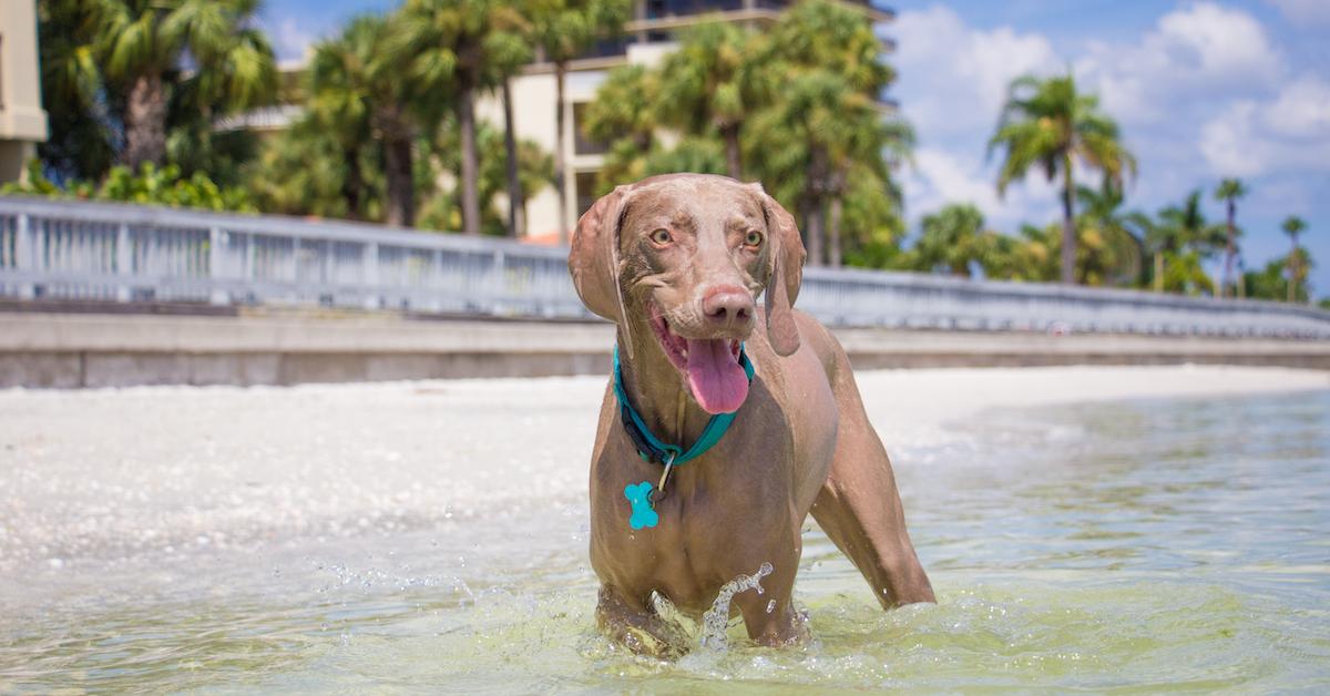 Florida’s Best Dog-Friendly Airbnbs - BringFido