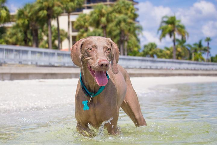Florida’s Best Dog-Friendly Airbnbs