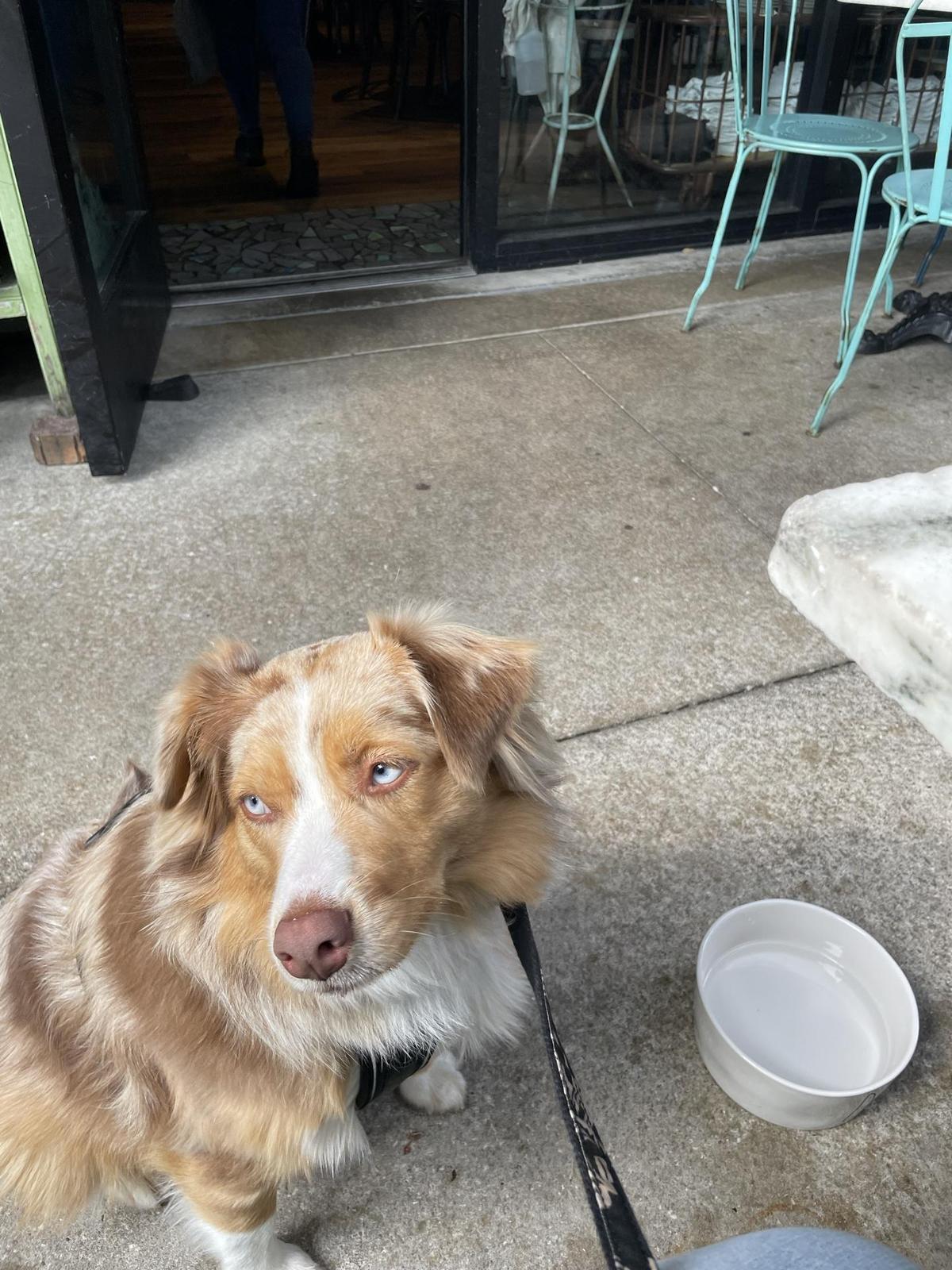 On Swann restaurant view 1