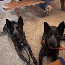 Bold Republic Brewing Company restaurant view 1