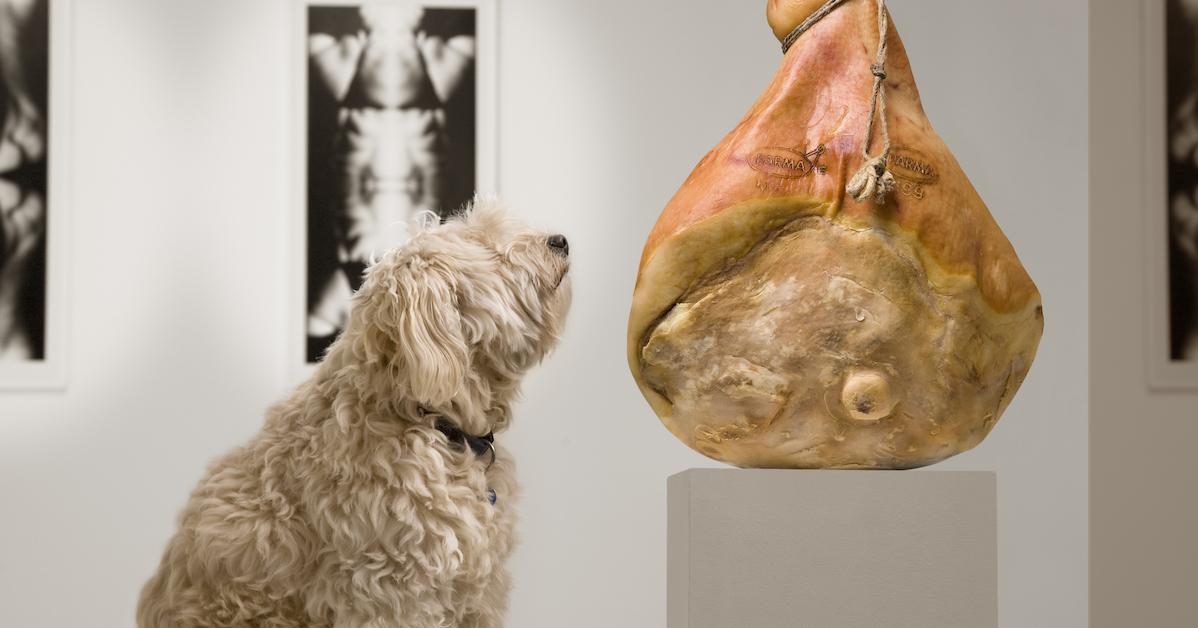 Art Galleries That Welcome Dogs