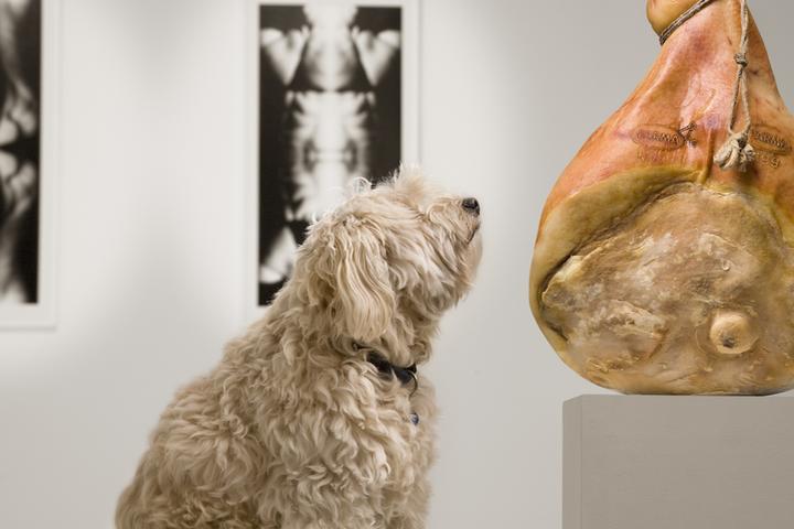 Art Galleries That Welcome Dogs