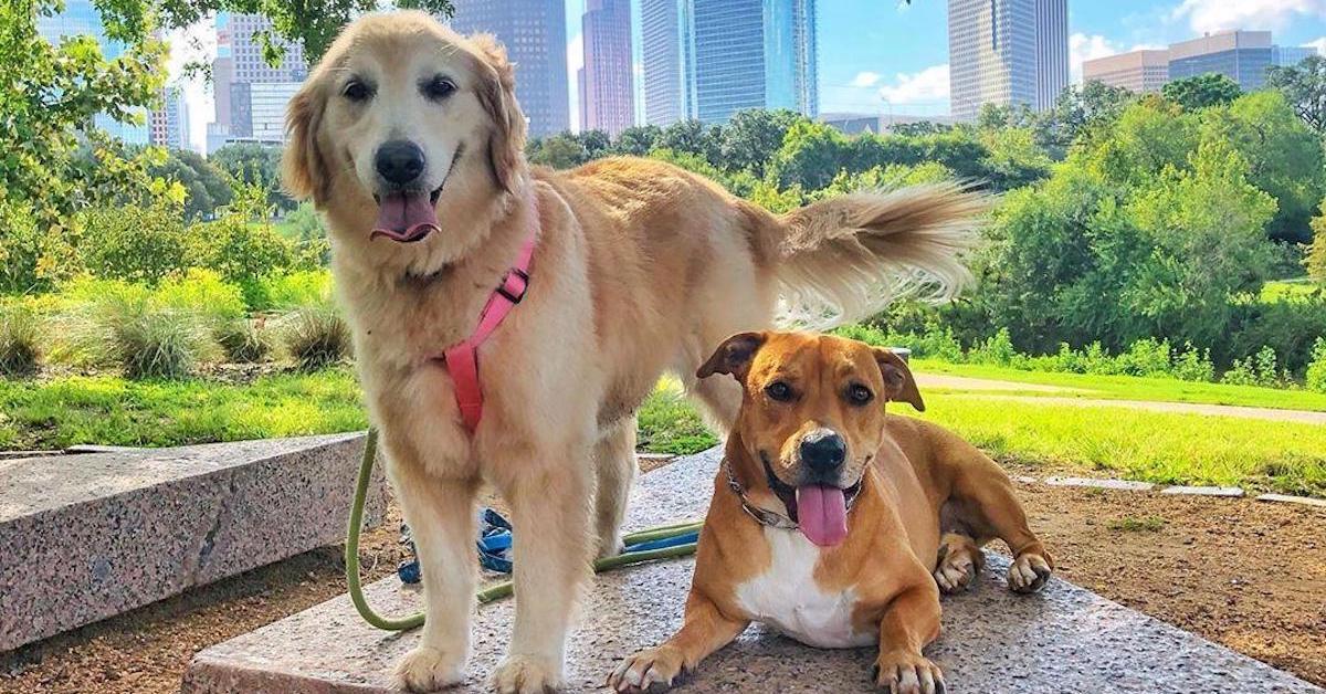 The Top 10 Pet Friendly Cities To Move To In 2024 BringFido   Houston Thumb 