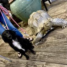 Tortuga's Saltwater Grill restaurant view 1