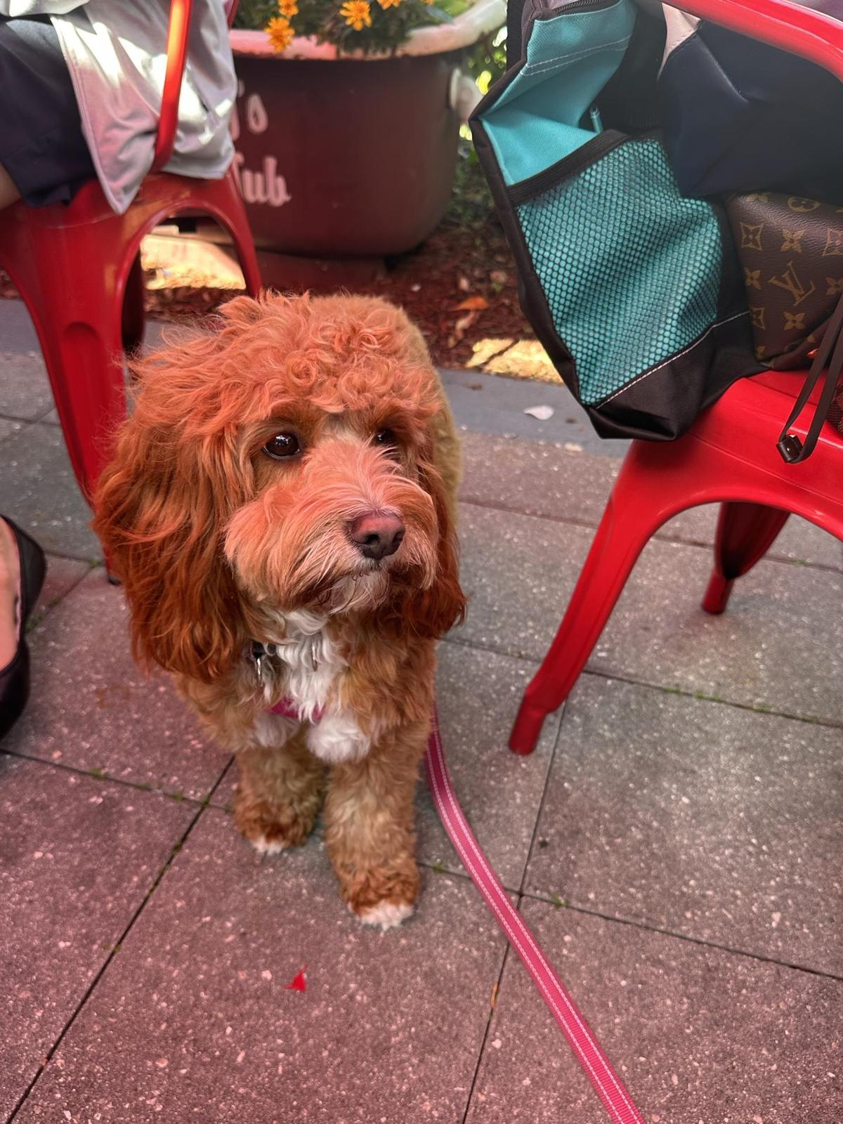 Spanky's Speakeasy restaurant view 1