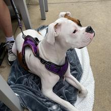 Malibu Brewing Company restaurant view 2