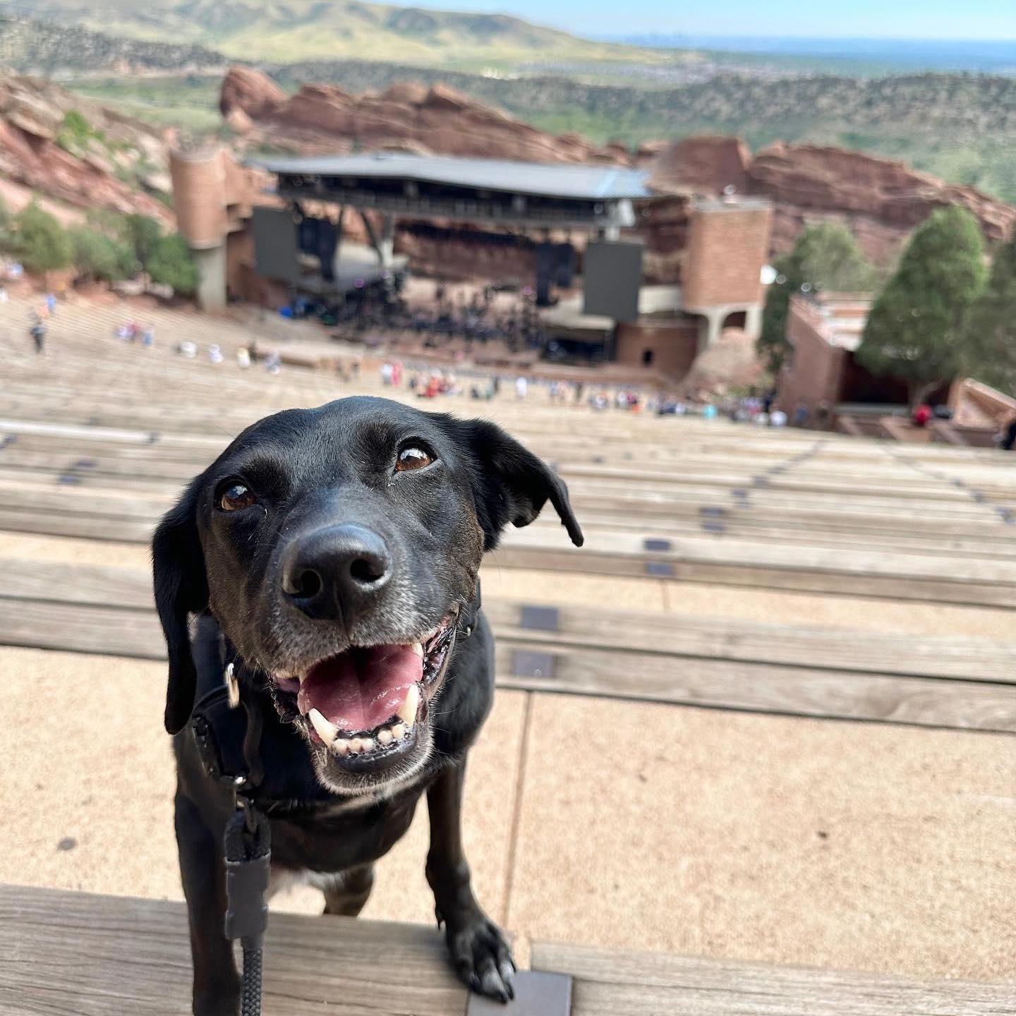 are dogs allowed at red rocks