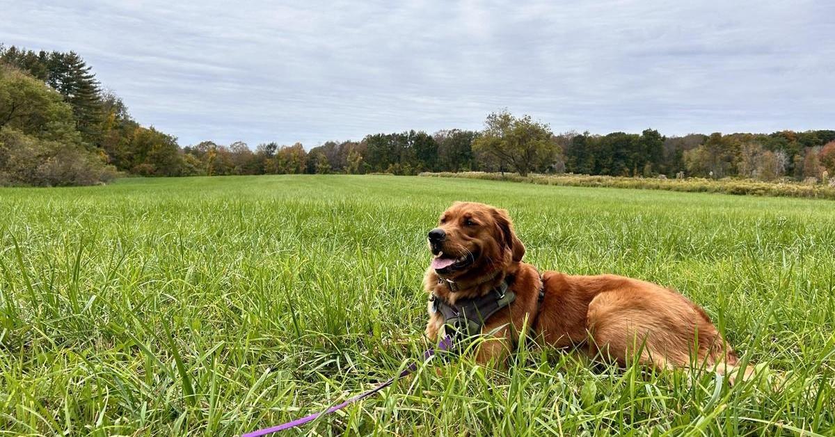 Vermont’s Best Dog-Friendly Airbnbs - BringFido