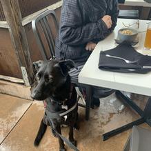 The Golden Pig restaurant view 1