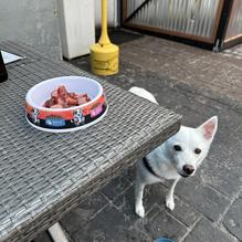 Thee Dog House restaurant view 2