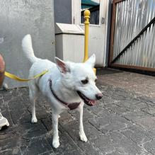 Thee Dog House restaurant view 1