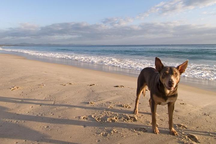 Dog stands on Byron Beach in Australia as the tide rolls in.