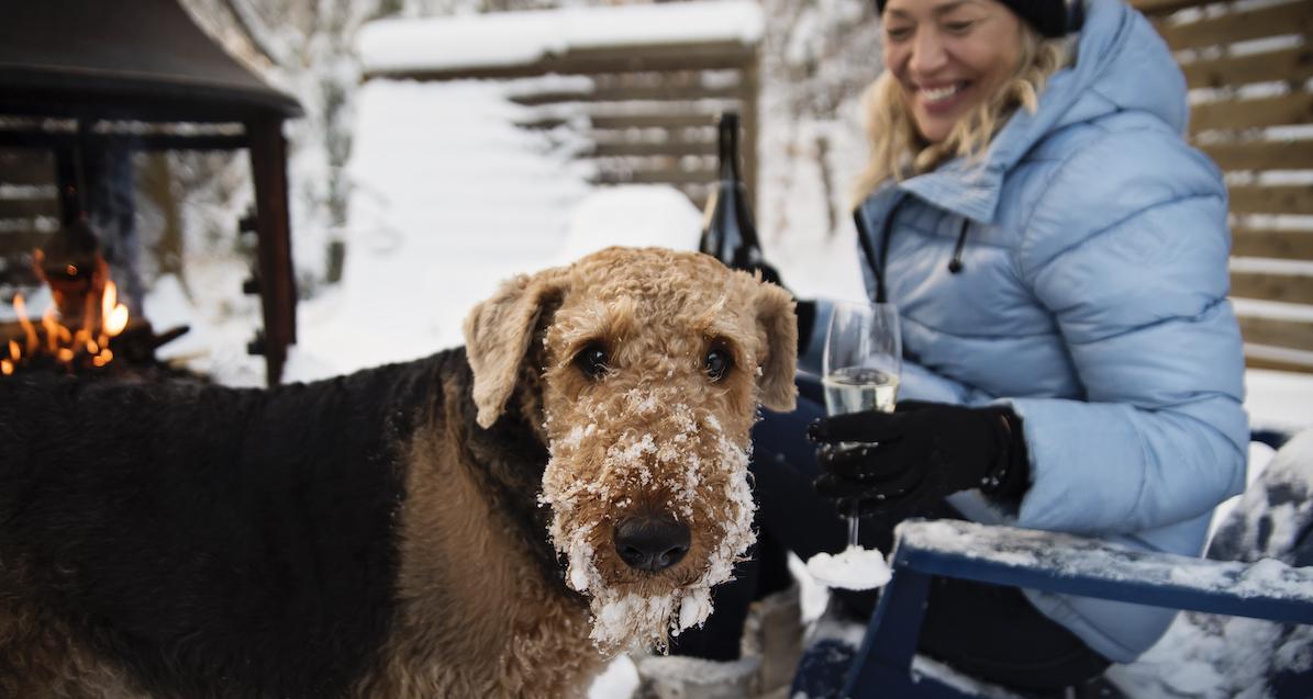 Pet-Friendly Cabins for a Winter Getaway