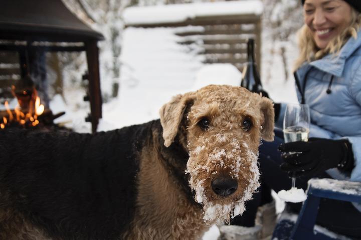 A dog with snow on his face at a pet-friendly winter cabin.