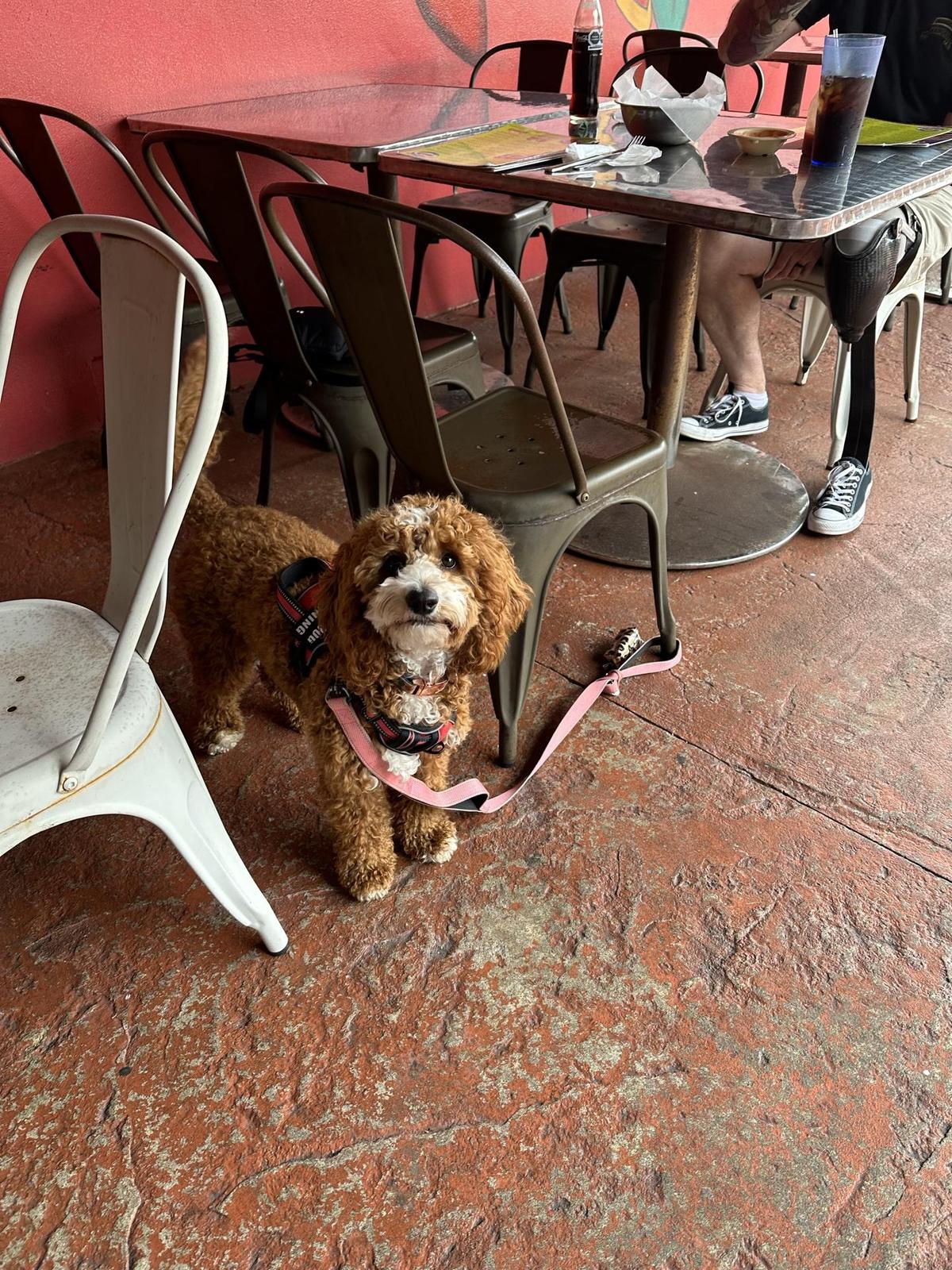 Habanero's Mexican Grill restaurant view 1