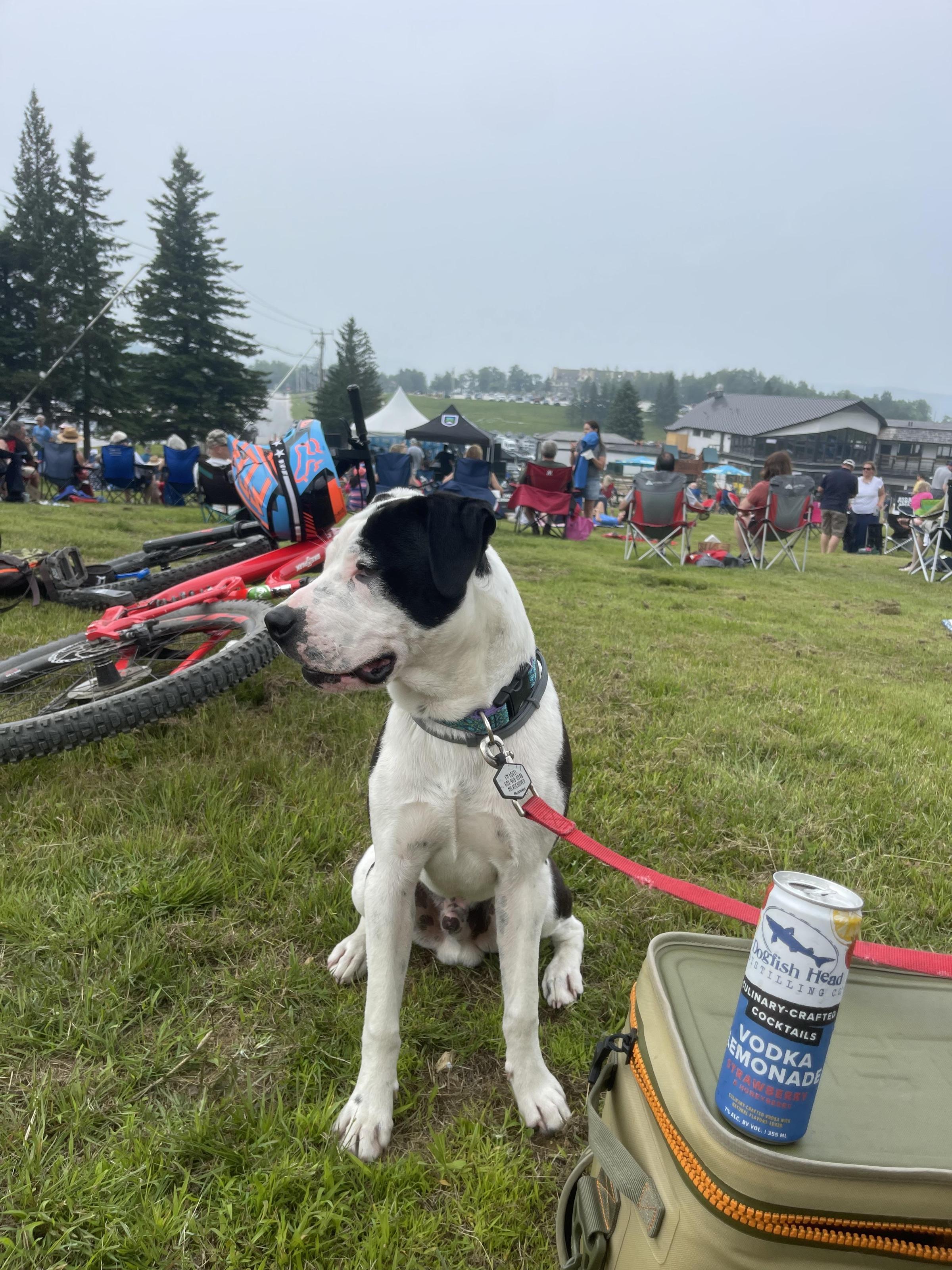 Pet Friendly Cooler in the Mountains Summer Concert Series