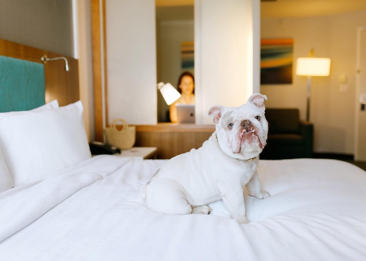 Hotel chains online that allow dogs