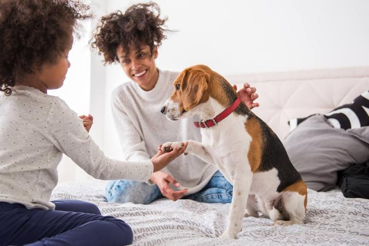 Top Dog-Friendly Hotel Chains of 2023