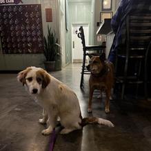 The Bigfoot Taproom restaurant view 1