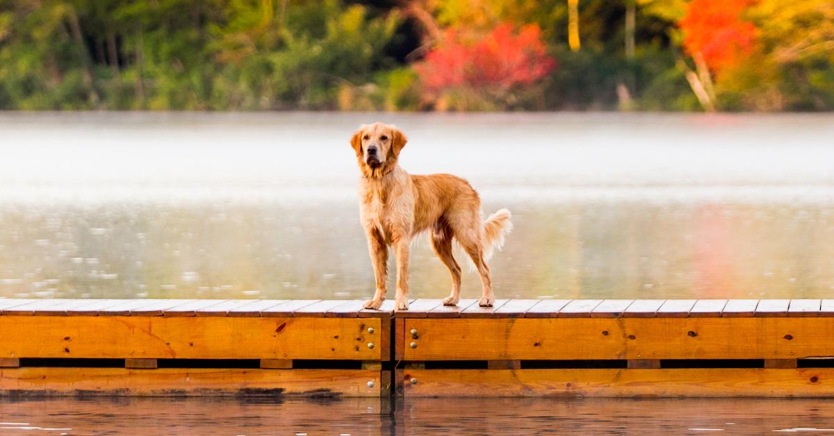 Pennsylvania’s Best Dog-Friendly Airbnbs - BringFido