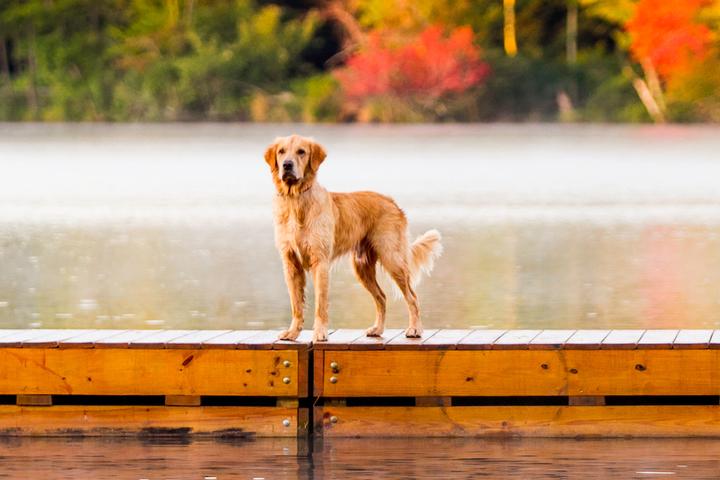 Pennsylvania’s Best Dog-Friendly Airbnbs