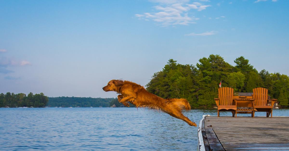 Alabama’s Best Dog-Friendly Airbnbs