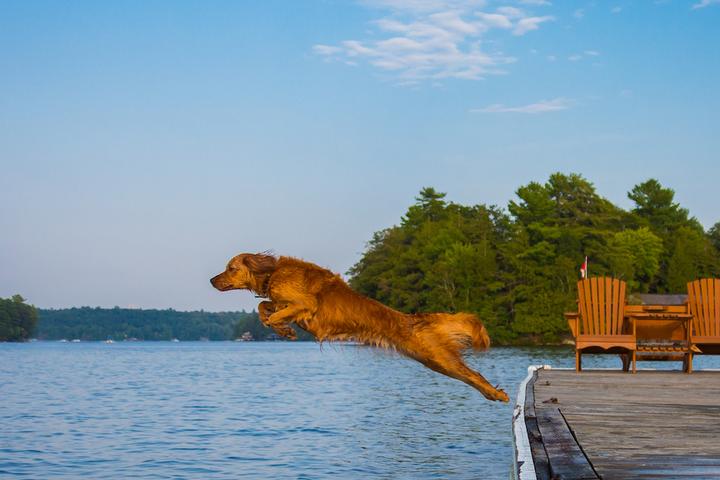 The best dog-friendly Airbnbs in Alabama.