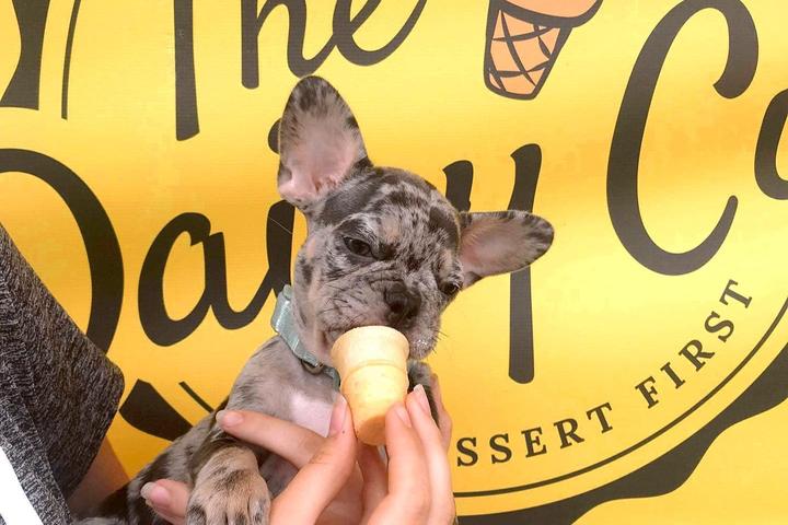 Pet Friendly The Dairy Cup