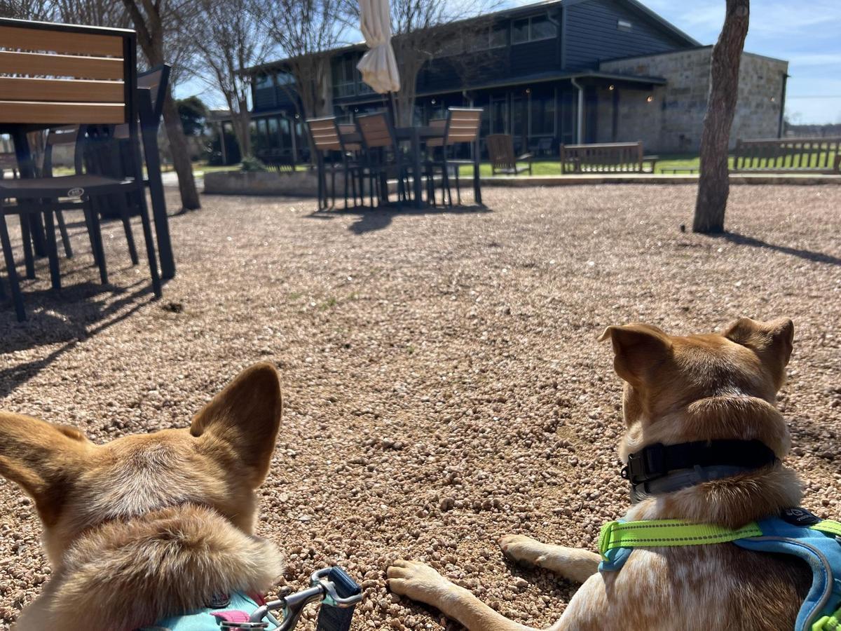 Texas Wine Collective restaurant view 2