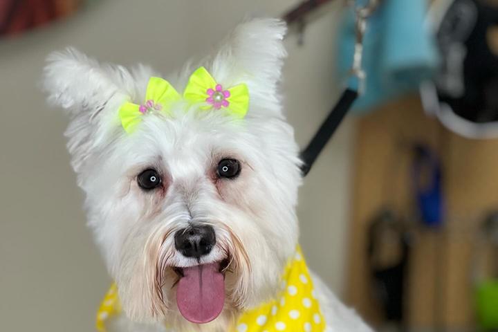 Pet Friendly Hachi Dog Grooming and Boutique