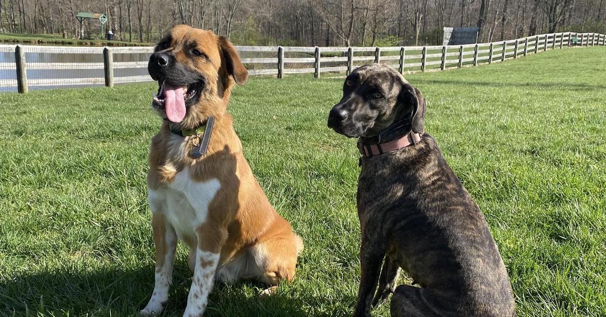 Kentucky’s Best Dog-Friendly Airbnbs