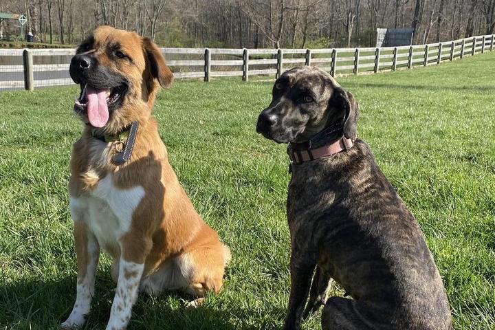 The best dog-friendly Airbnbs in Kentucky.