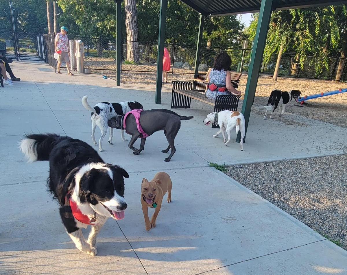 Pet Friendly Framingham Dog Park