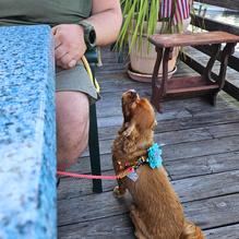 Harbor View Restaurant restaurant view 2