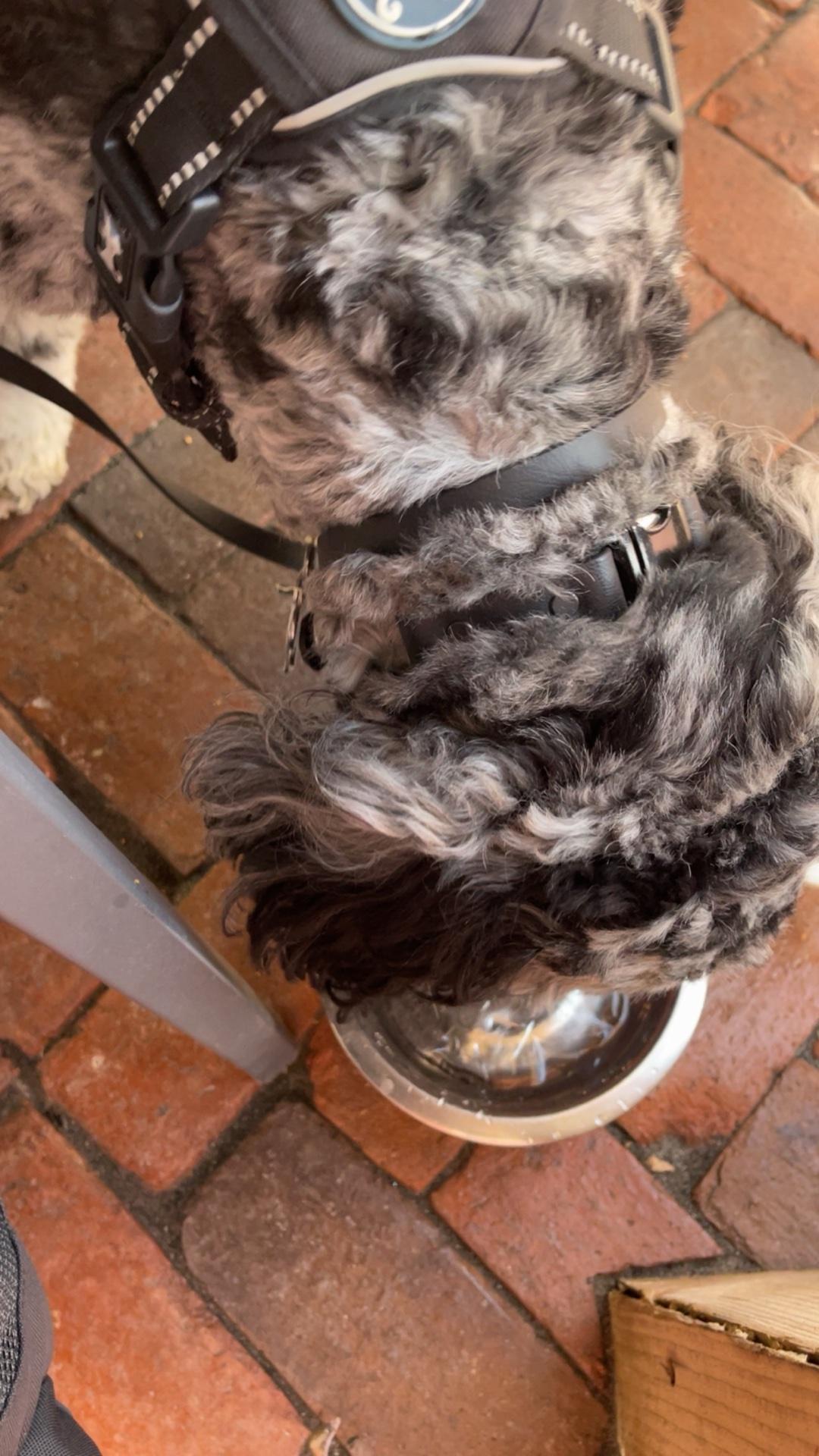 Garden Street Bistro restaurant view 2