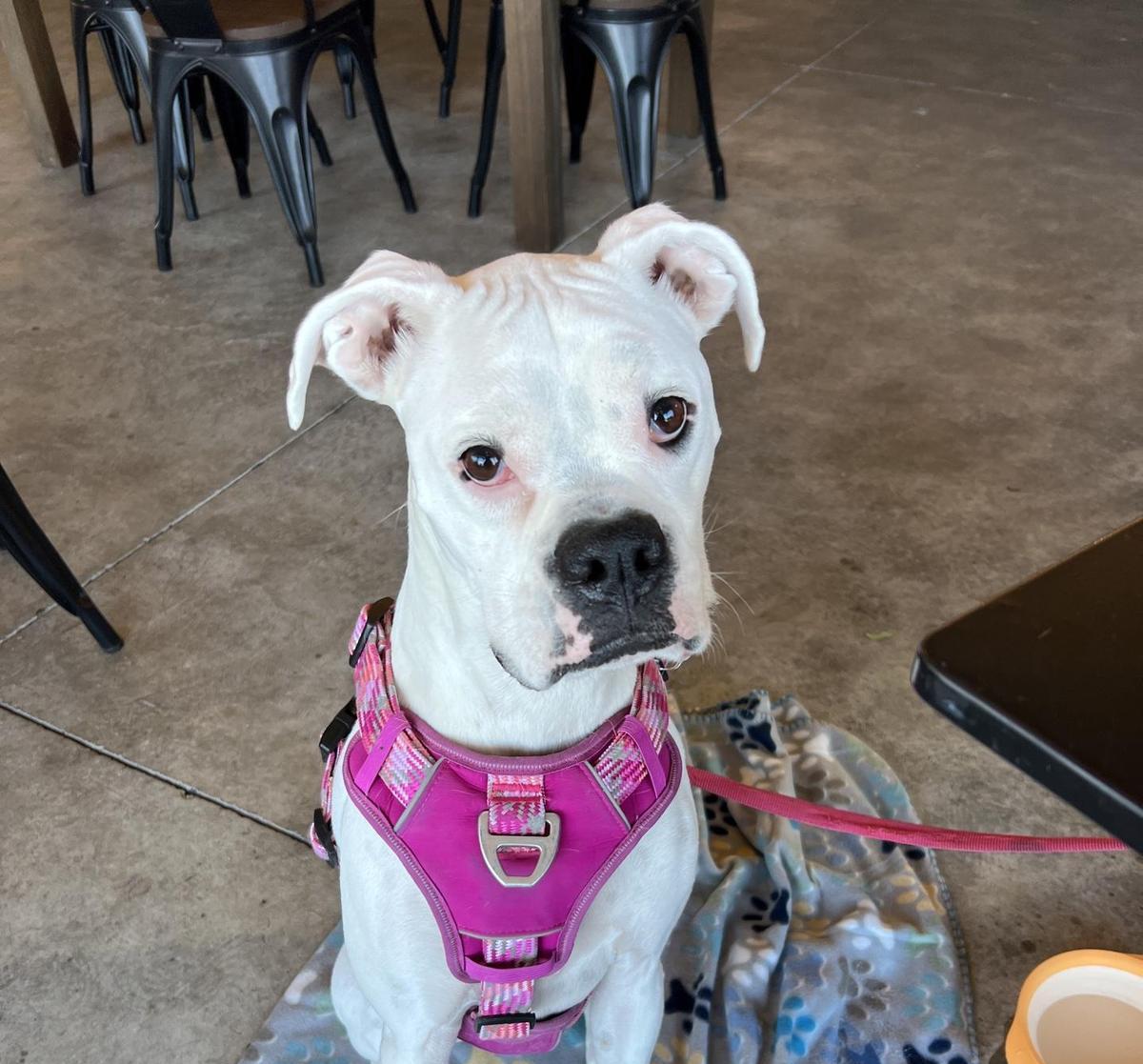 Pet Friendly Double Groove Brewing Company