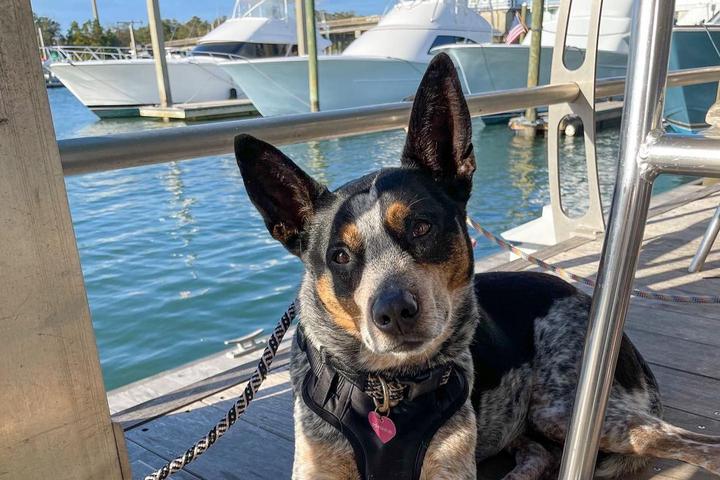 Pet Friendly Bluewater Waterfront Grill