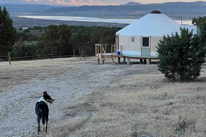 The best dog friendly things to do and places to stay in Nevada.