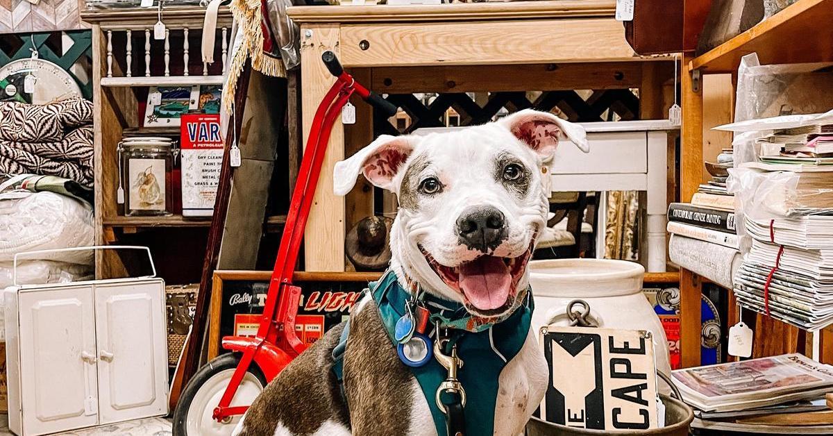 Antiquing With Your Dog