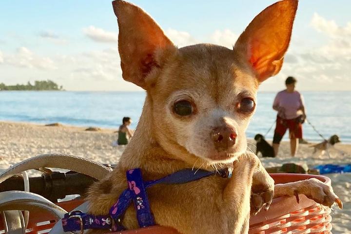 Dog friendly things to do and places to stay in Mexico.
