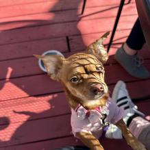 Sozial Haus restaurant view 1